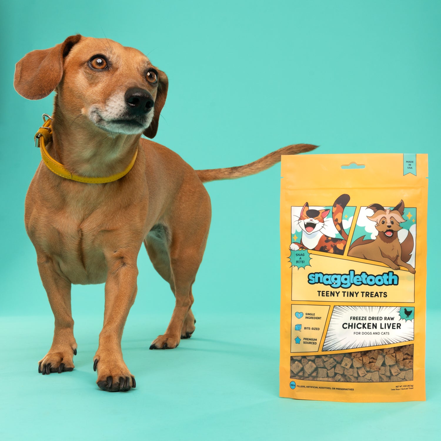 a bag of snaggletooth freeze dried chicken liver treats next to a small brown dachshund mix