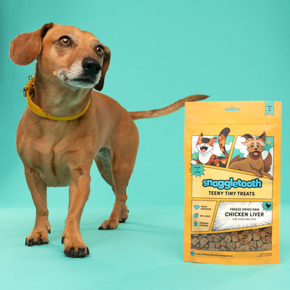 a bag of snaggletooth freeze dried chicken liver treats next to a small brown dachshund mix