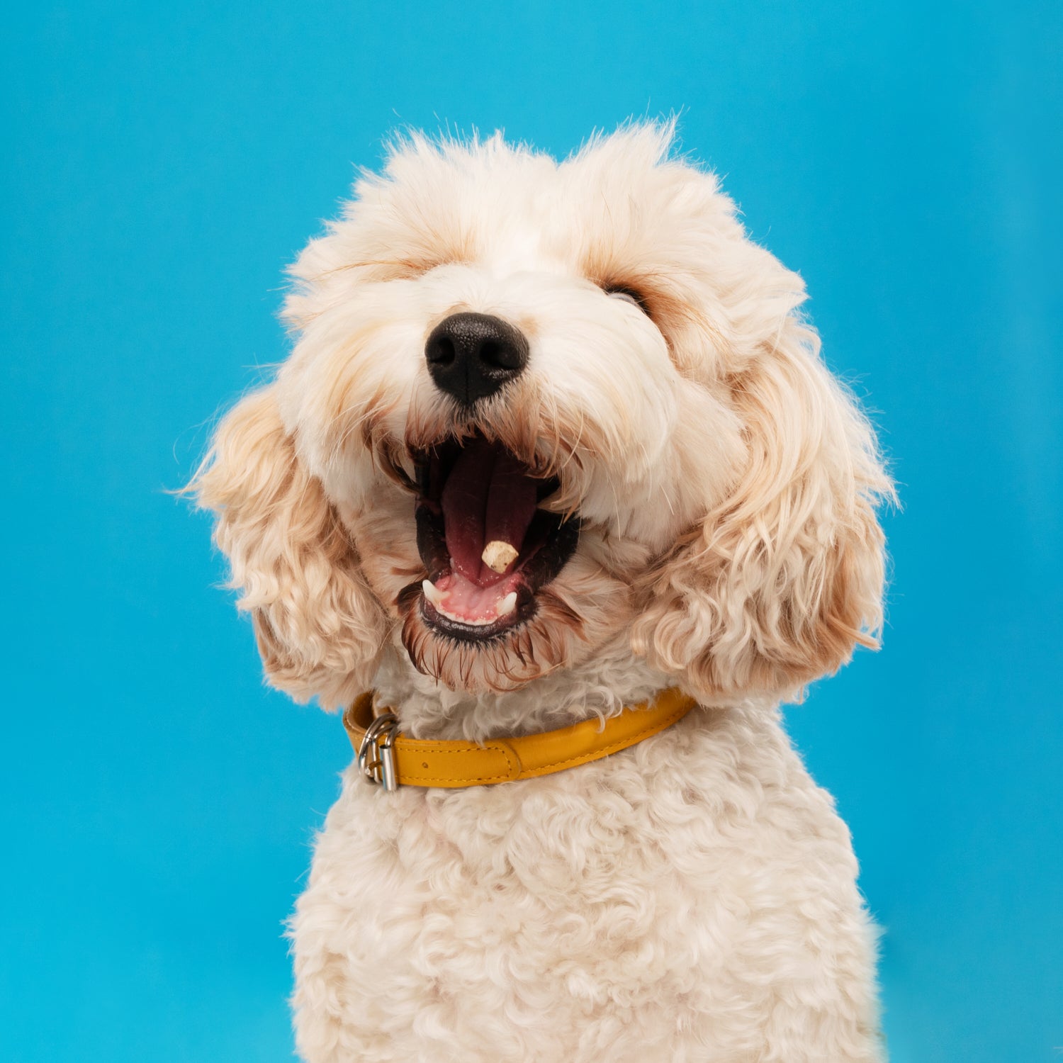 a cavapoo dog catching a snaggletooth treat in his mouth